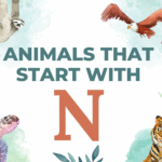 animals starting from n