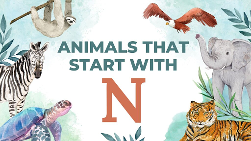 animals starting from n