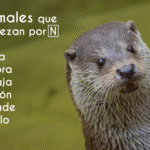Animal Con N