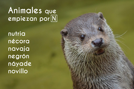 Animal Con N